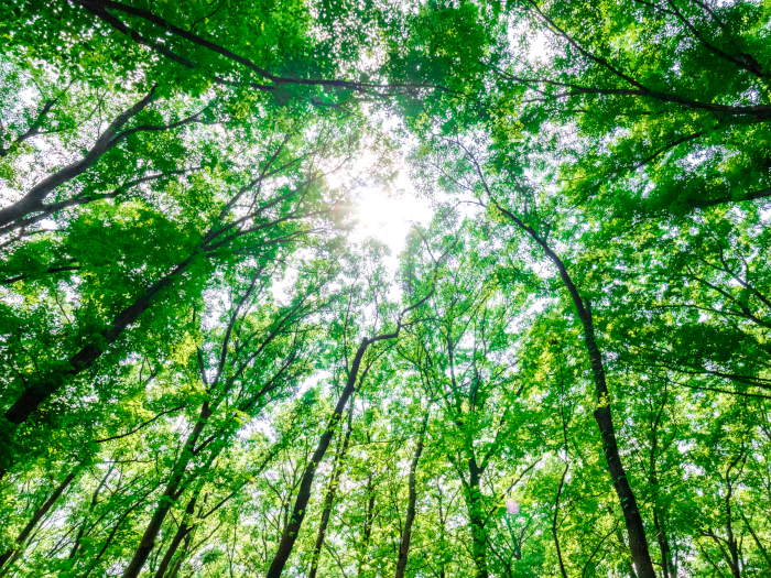 脱炭素・カーボンニュートラルそれぞれの定義と違い